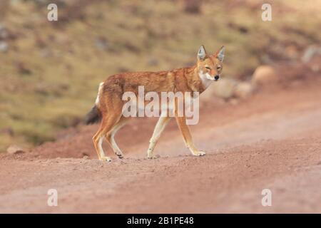 Junger äthiopischer Wolf in den Bale Mountains Äthiopien Stockfoto