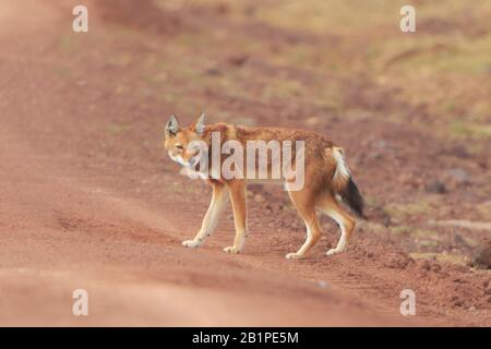 Junger äthiopischer Wolf in den Bale Mountains Äthiopien Stockfoto