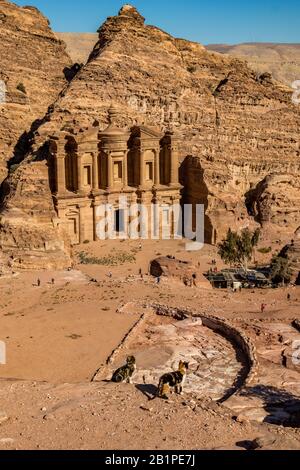 Uraltes Amphitheater und zwei entschärfte Katzen im atemberaubenden Ad-Deir in der antiken Stadt Petra, Jordanien. Ad-Deir oder Das Kloster. Petra Komplex und Touristenattraktion, Haschemite Königreich Jordanien Stockfoto