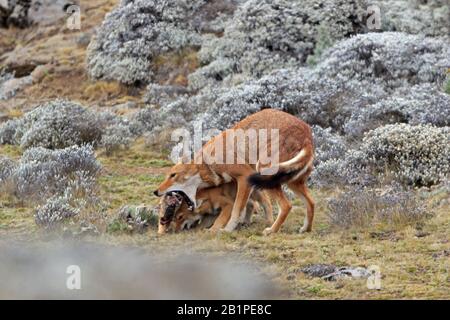 Äthiopischer Wolf bringt Nahrung für junge Menschen in den Bale Mountains Äthiopien Stockfoto