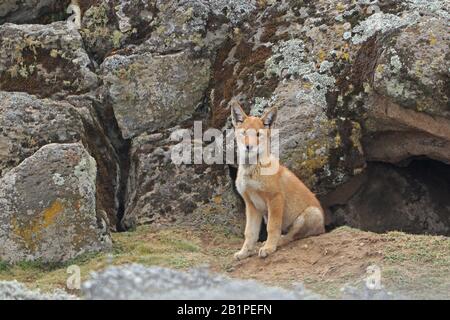 Äthiopischer Wolf in der Kuppe außerhalb seiner Höhle in den Bale Mountains Äthiopien Stockfoto