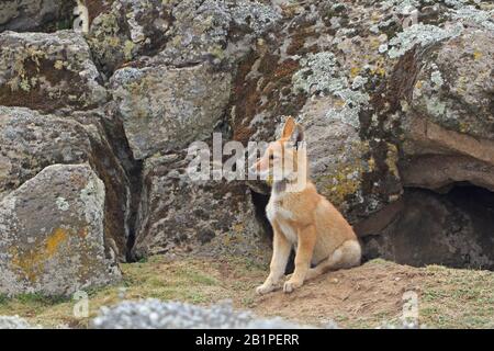 Äthiopischer Wolf in der Kuppe außerhalb seiner Höhle in den Bale Mountains Äthiopien Stockfoto