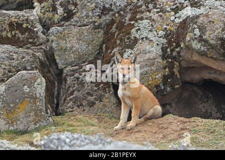 Äthiopischer Wolf in der Kuppe außerhalb seiner Höhle in den Bale Mountains Äthiopien Stockfoto