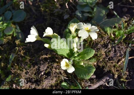 Wilde Primrose, winzige blühende Blumen mit Knospen Stockfoto