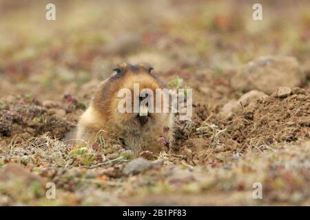 Riesenmole Rat in den Bale Mountains Äthiopien Stockfoto