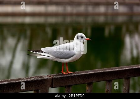 Möwe landet in einem Metallzaun vor einem Fluss. Wintertag auf dem Isardamm in München. Stockfoto