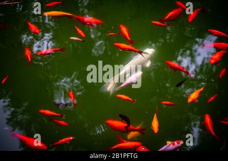 Park Teich / Pool mit einer Gruppe von vielen Goldfischen und einem weißen Zubringerfisch in grünem Wasser. Athen, Griechenland, nationaler Garten. Stockfoto