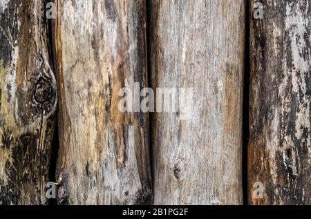 Vier Baumstämme bilden eine Wand, Details aus der Nähe. Strukturierter Holzhintergrund. Stockfoto