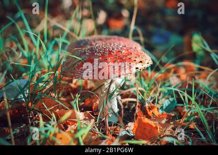 Leuchtend rot giftige Fliege Agarisch wächst im Herbst in einer sonnigen Glade inmitten von jungem Gras und rot gestürzten Blättern. Stockfoto