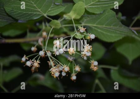 Linden Blumen, mit getrockneten Kronblättern. Verschwommene Blätter im Hintergrund Stockfoto