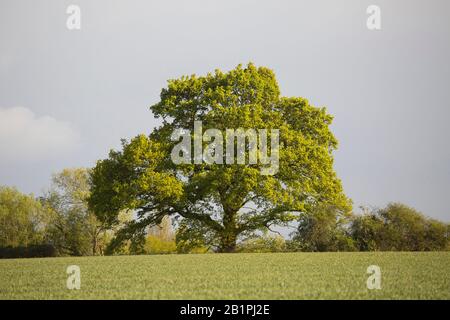 Eine Heckeneiche in einer Hecke am Rande eines Weizenfeldes Stockfoto