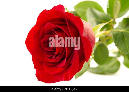 Der Nahschuss der roten Rosenblüte. Kann für Hintergrund, Poster oder Postkarten verwendet werden. Rosenblüblume isoliert auf Weiß. Stockfoto