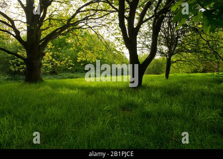 Ein ausgereiftes Laubholz im Frühjahr oder Frühsommer Stockfoto