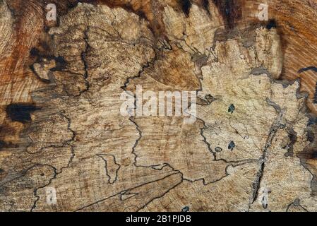 Die Struktur der geschnittenen Baumstämme. Nahaufnahme. Holzindustrie Stockfoto