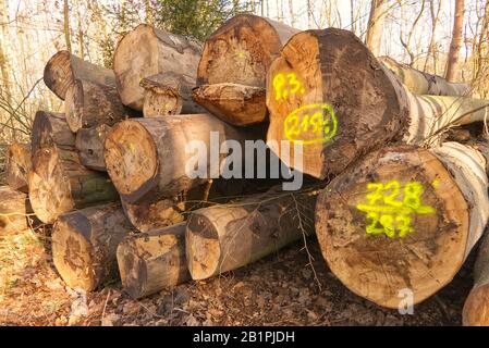 Holzvorbereitung, Holzstämme auf Wald, Nahaufnahme, Holzindustrie Stockfoto