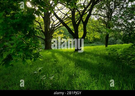 Ein englisches Eiche Holz im Frühsommer mit Sonne, die durch die Bäume scheint. Stockfoto