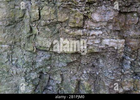 Kalksteinschichten und Risse im sedimentären Gestein können als Hintergrund oder Textur verwendet werden. Risse und Schichten aus Sandstein in baltischen Ländern, Estland Stockfoto