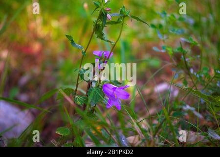 Blick auf die campanula-blume, ist eine von mehreren Arten in der Familie Campanulaceen mit dem gemeinsamen Namen Bellflower Stockfoto