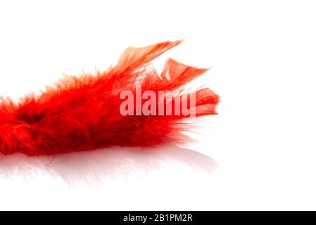 Schöne rote Feder isoliert auf weißem Hintergrund mit Schatten Stockfoto
