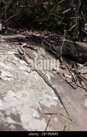 Sydney Australien, australischer Wasserdrache auf einem Felsen bei Sonnenschein Stockfoto