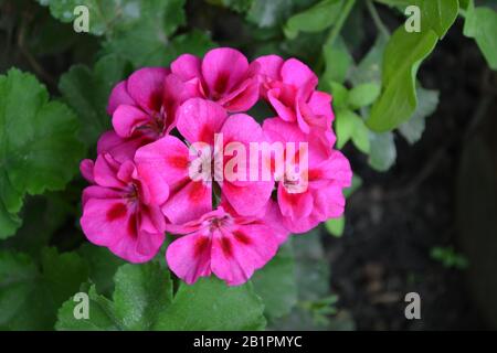 Geranium pink. Qualitäts-Crimson Einzigartig. Pelargonium. Blumenbeet. Gartenanlagen. Hausanlagen. Schöne Infloreszenz. Horizontales Foto Stockfoto