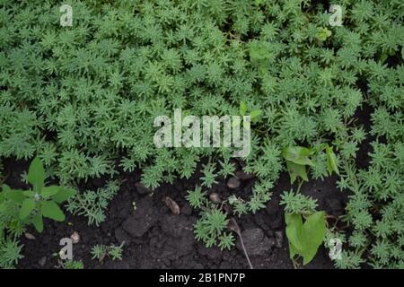 Hasenkohl. Steinmetze. Sedum. Grünes Moos. Dekorativer, grasbewachsener Teppich. Blumenbeet. Horizontal Stockfoto