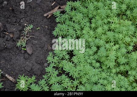 Hasenkohl. Steinmetze. Sedum. Grünes Moos. Dekorativer, grasbewachsener Teppich. Blumenbeet. Horizontales Foto Stockfoto