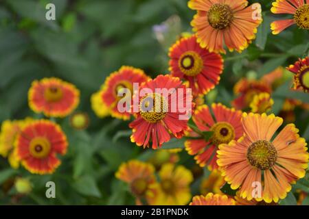 Helenium Konigstiger. Helenium. Helenium autumnale. Bush Helenium. Grüne Blätter. Schöne helle Blumen. Stauden. Lange blühende Pflanze. Sommer da Stockfoto