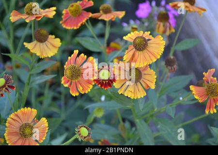 Helenium Konigstiger. Helenium. Helenium autumnale. Bush Helenium. Grüne Blätter. Schöne Blumen. Horizontal Stockfoto