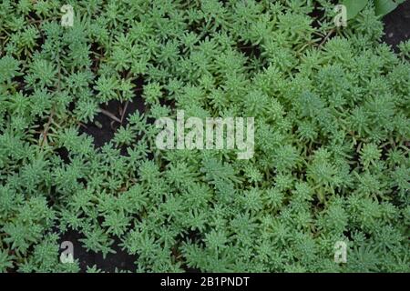 Hasenkohl. Steinmetze. Sedum. Grünes Moos. Dekorativer, grasbewachsener Teppich. Horizontal Stockfoto