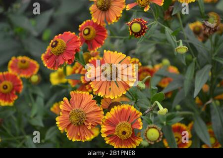Helenium. Helenium Konigstiger. Helenium autumnale. Bush Helenium. Grüne Blätter. Schöne helle Blumen. Horizontales Foto Stockfoto