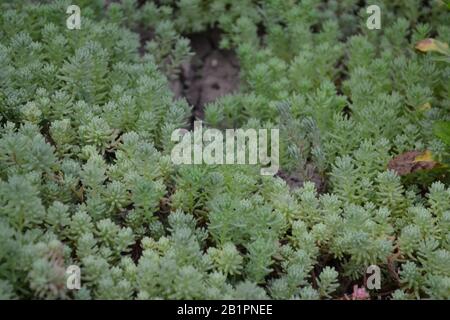 Hasenkohl. Steinmetze. Sedum. Grünes Moos. Dekorativer, grasbewachsener Teppich. Grünes Blumenbeet. Horizontales Foto Stockfoto