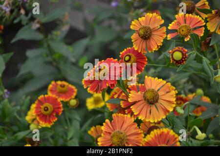 Helenium. Helenium Konigstiger. Helenium autumnale. Bush Helenium. Grüne Blätter. Schöne helle Blumen. Horizontal Stockfoto