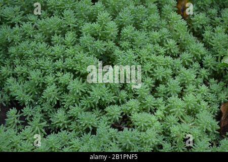 Hasenkohl. Steinmetze. Sedum. Grünes Moos. Dekorativer, grasbewachsener Teppich. Horizontales Foto Stockfoto