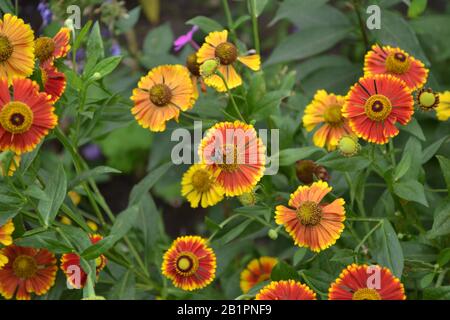 Helenium. Helenium Konigstiger. Helenium autumnale. Bush Helenium. Grüne Blätter. Schöne helle Blumen. Stauden. Horizontales Foto Stockfoto
