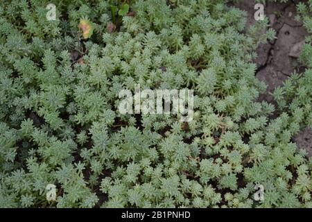 Steinmetze. Hasenkohl. Sedum. Grün. Dekorativer, grasbewachsener Teppich. Horizontales Foto Stockfoto