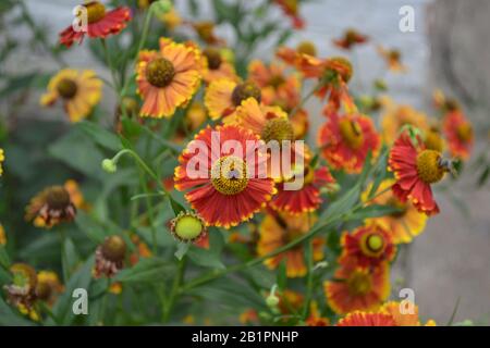 Helenium. Helenium Konigstiger. Helenium autumnale. Bush Helenium. Grüne Blätter. Schöne Blumen. Horizontal Stockfoto