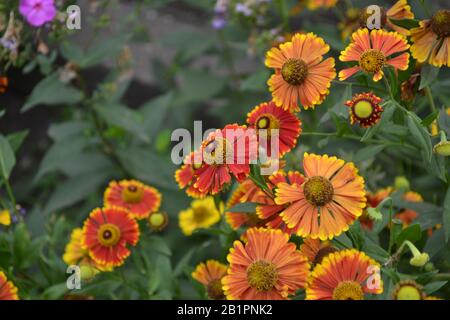 Helenium. Helenium Konigstiger. Helenium autumnale. Bush Helenium. Grüne Blätter. Schöne Blumen. Horizontales Foto Stockfoto