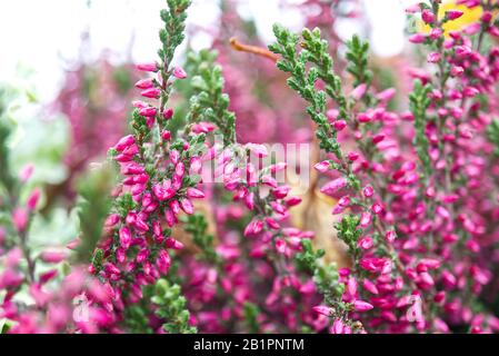 Wunderschöne, tiefrosa Blumen von Grau - calluna vulgaris, Nahaufnahme, Makrofotografie Stockfoto