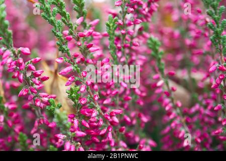 Wunderschöne, tiefrosa Blumen von Grau - calluna vulgaris, Nahaufnahme, Makrofotografie Stockfoto