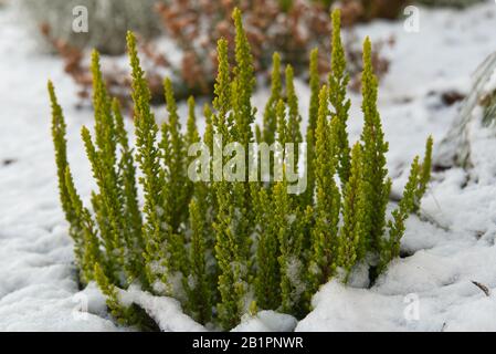 Calluna vulgaris - grünes Grau im Schnee. Ein Haufen Erica Carnea, blühende Substrauch Pflanzen schießen zur Winterzeit Stockfoto