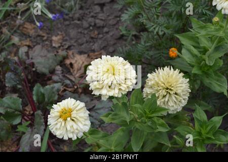 Blumenbespannung. Flower Major. Zinnia elegans. Garten. Feld. Blumenbeet. Horizontal Stockfoto