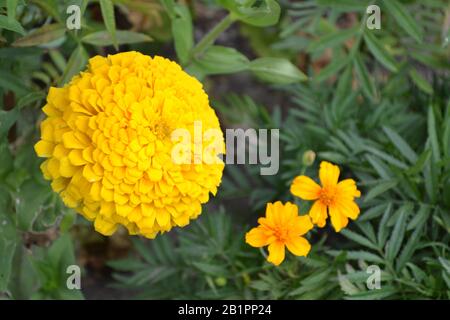 Blume Major gelb. Zinnia elegans. Garten. Feld. Blumenbespannung. Blumenbeet. Horizontal Stockfoto