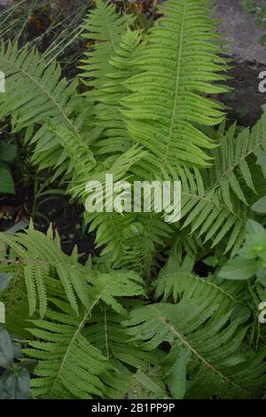 Fern. Anogramma lappophylla. Schöne grüne Blätter. Dekoration eines Blumenbetts. Sommertag Stockfoto