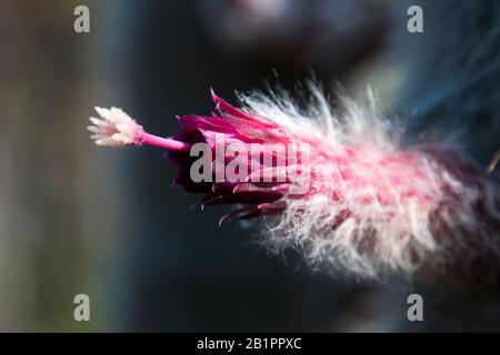 Sydney Australien, rosafarbene Blume eines Cleistocactus strausii oder silberner Fackelkaktus Stockfoto