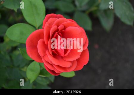 Rote Rose. Königin der Blumen. Luxus-Knospen. Rosengüsch. Garten. Horizontales Foto Stockfoto