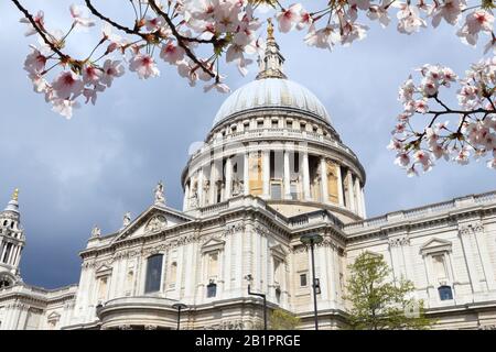 London City, Großbritannien. Saint Paul's Cathedral - Church of England. Frühlingszeit Kirschblüten. Stockfoto