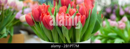 Banner Spring blumen elegante rote Tulpen, Hello Spring und Woman Day Konzepte Stockfoto