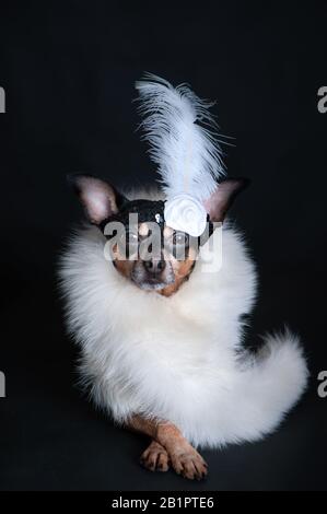 Hund ist luxuriös, in weißer Boa und mit einer Dekoration auf dem Kopf auf schwarzem Hintergrund. Kabarettstil, wunderschönes Mädchen, Modefans Stockfoto