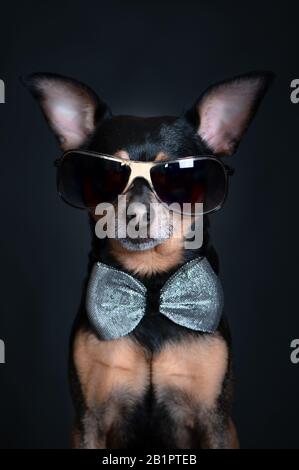 Hund luxuriös, mit dunkler Brille und einer Fliege auf schwarzem Hintergrund, Konzept Menschen in schwarz, Sir, wichtige Person Stockfoto